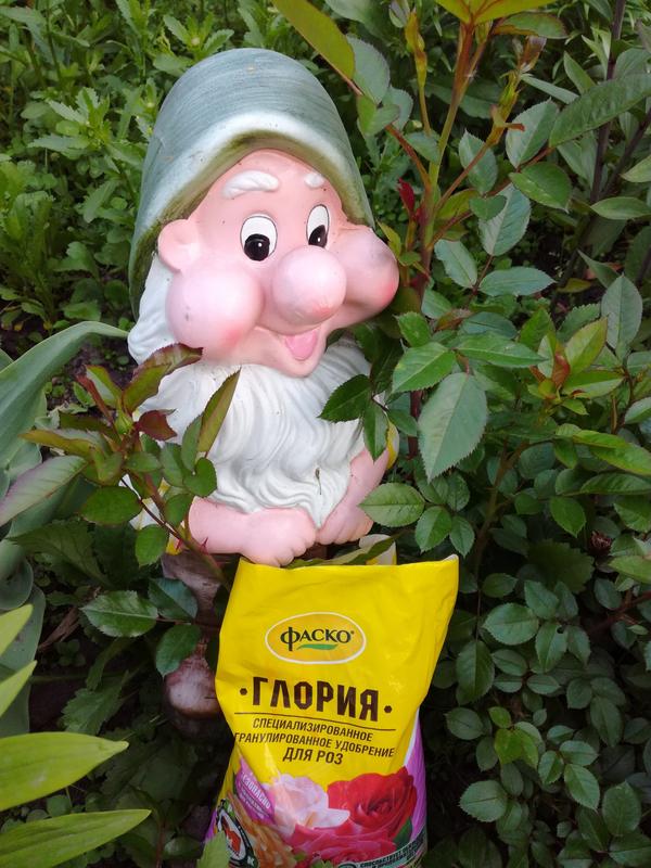 Розовый куст