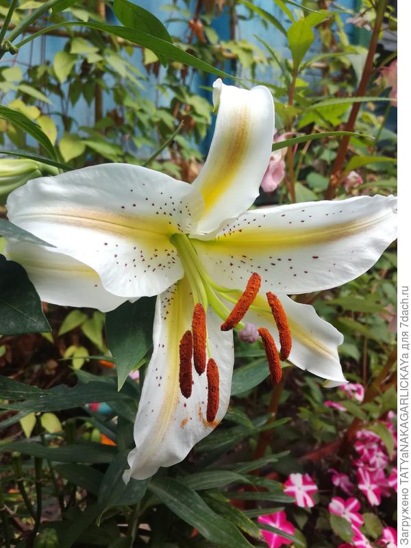 горшечная лилия