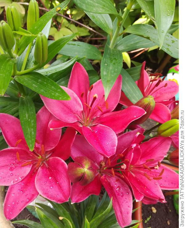 горшечная лилия