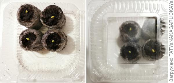 через двое суток после скарификации и замачивания