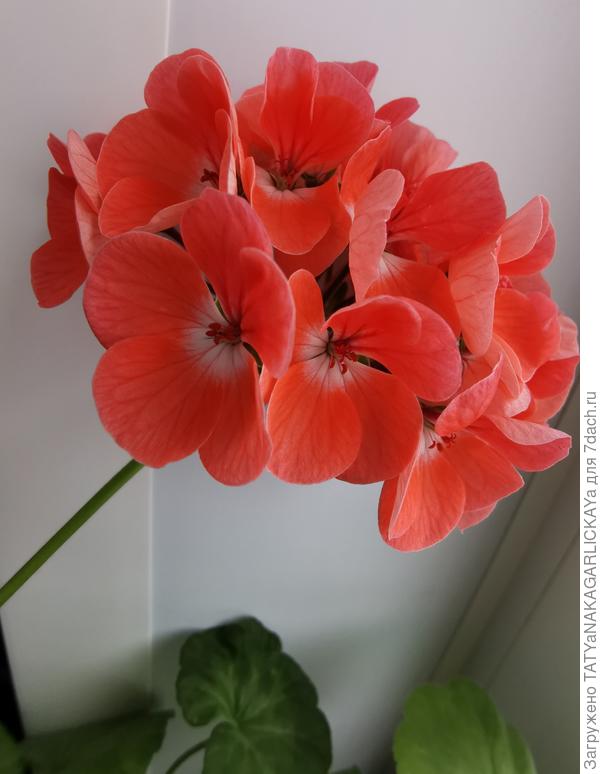 пеларгония люстра кремово-розовая