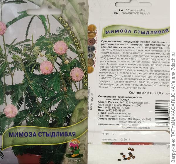 семена мимозы
