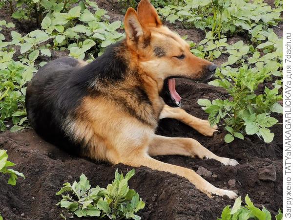 Я пропалываю, а Джек контролирует, зевает, но дремать себе не разрешает