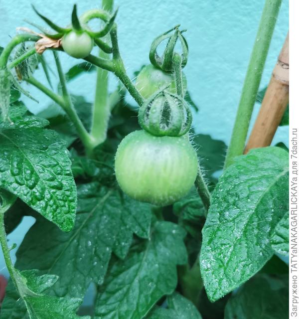 Беталюкс, растет в горшке на улице, 04.06.2021 г.