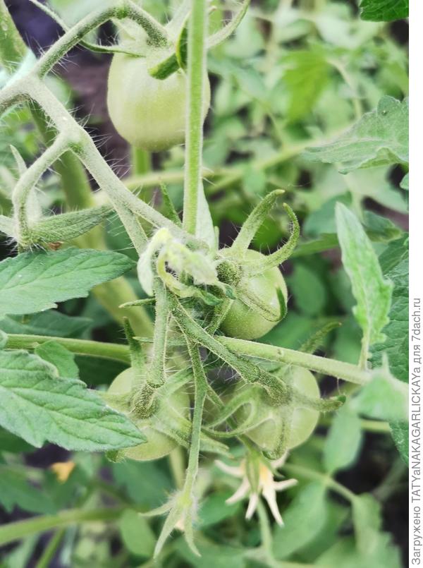 Томаты Дина В теплице 23.05.2021 г.