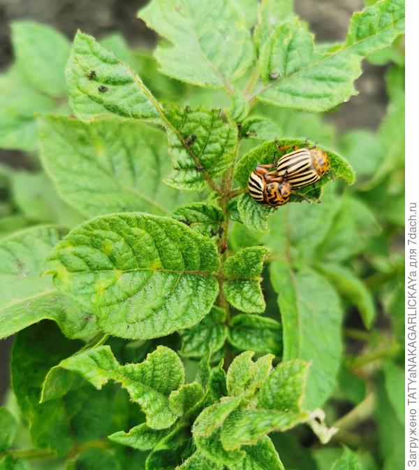 жуки, 12.06.2021 г.