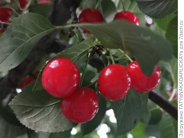 морель 21.06.2021 г.