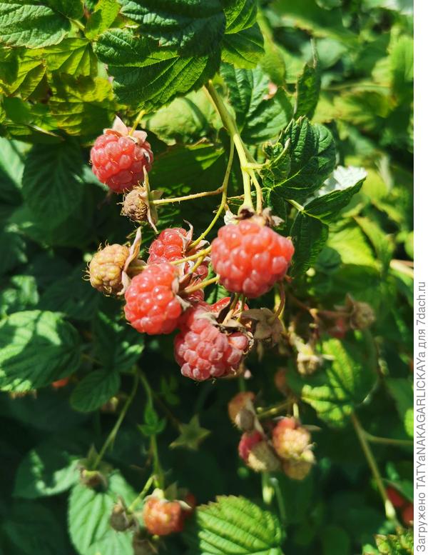 малина 02.07.2021 г.