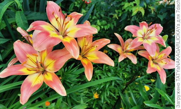 лилия "Linda" вся в цвету