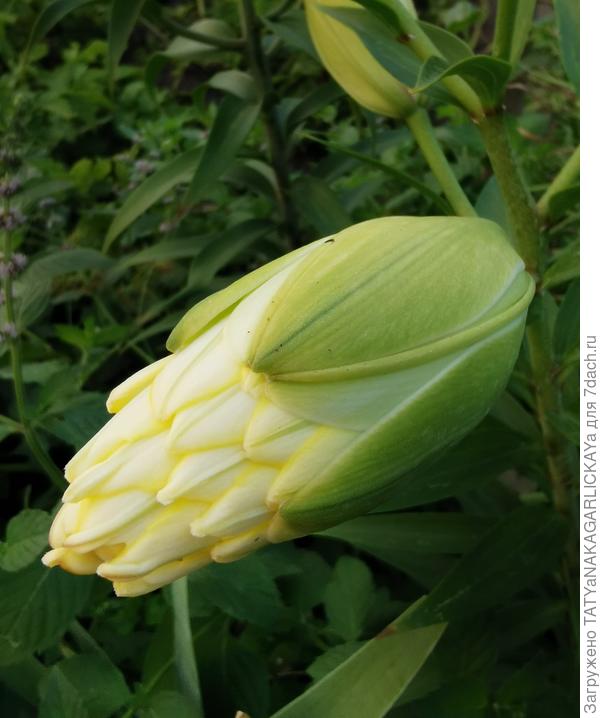Exotic Sun Yellow, бутон