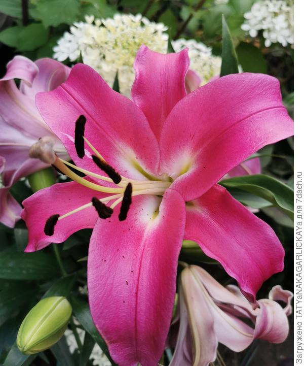 Robina Pink Dark
