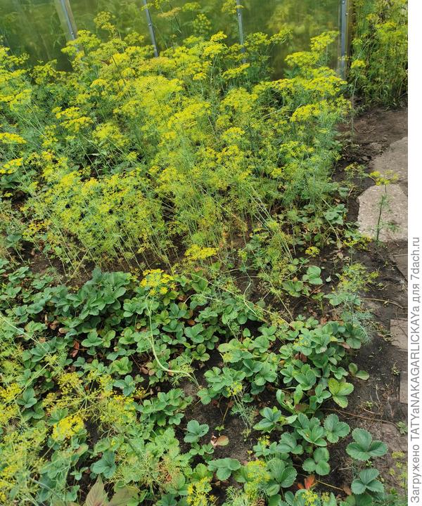 Участок, который предстоит освободить