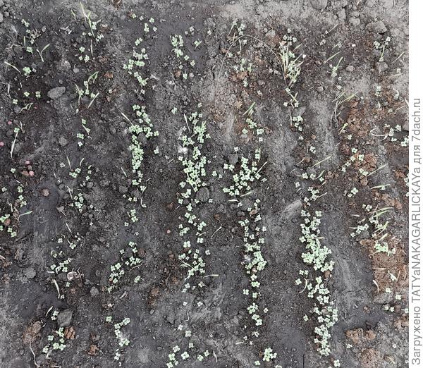 Сидераты взошли