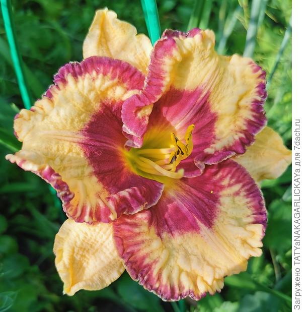 Лилейник Open My Eyes