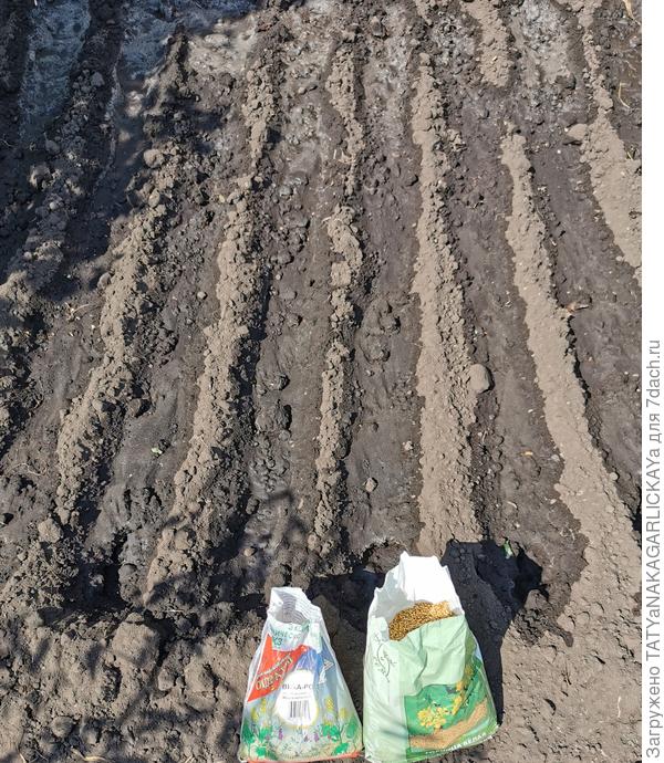 Подготовка почвы: посев сидератов