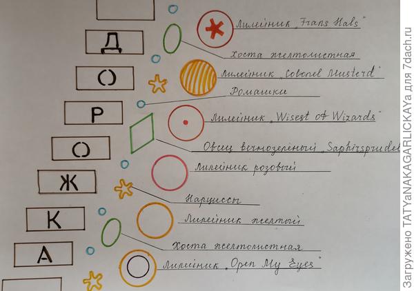 Схема посадки цветов