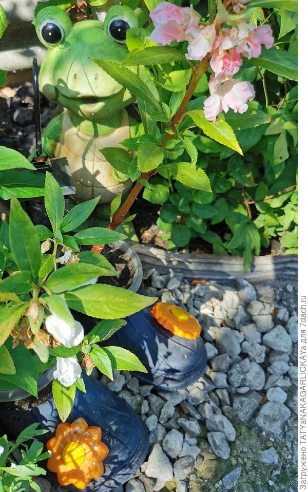 цветущие галоши