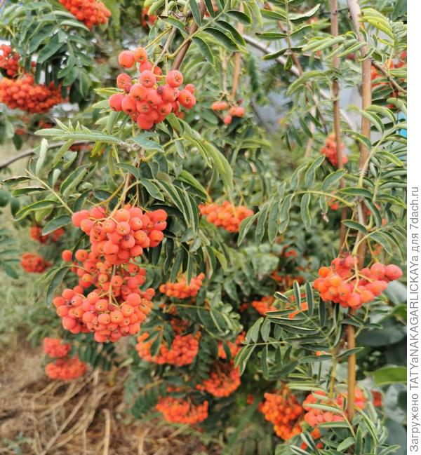 ветки склонились до земли