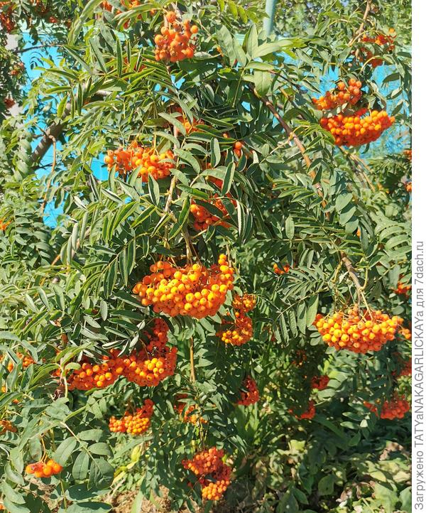 рябина летом