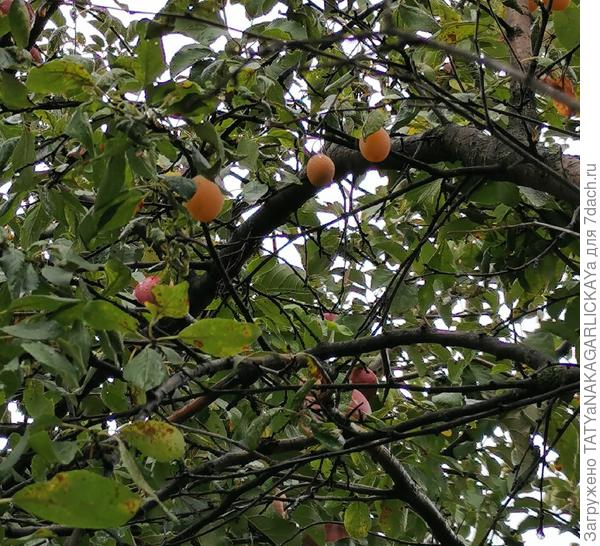 последние ягоды 26.09.2021г.