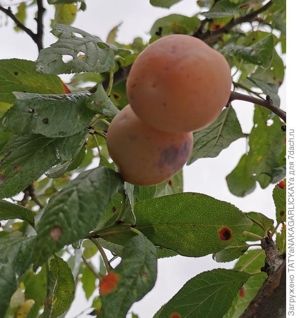 последние медовые сливы 26.09.2021 г.