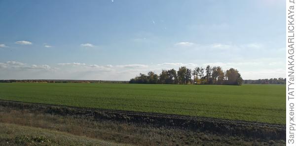 03.10.2021 г. Поля с озимыми