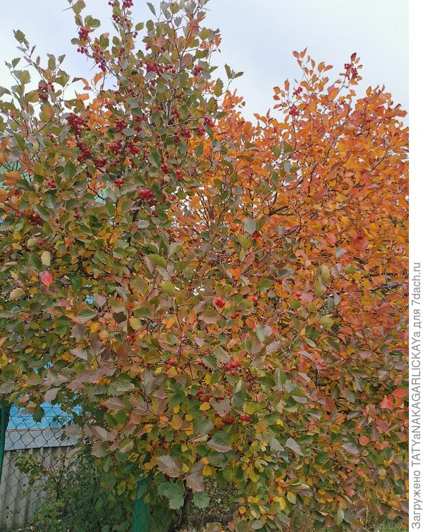 Боярышник в нашем палисаднике 02.10.2021 г.