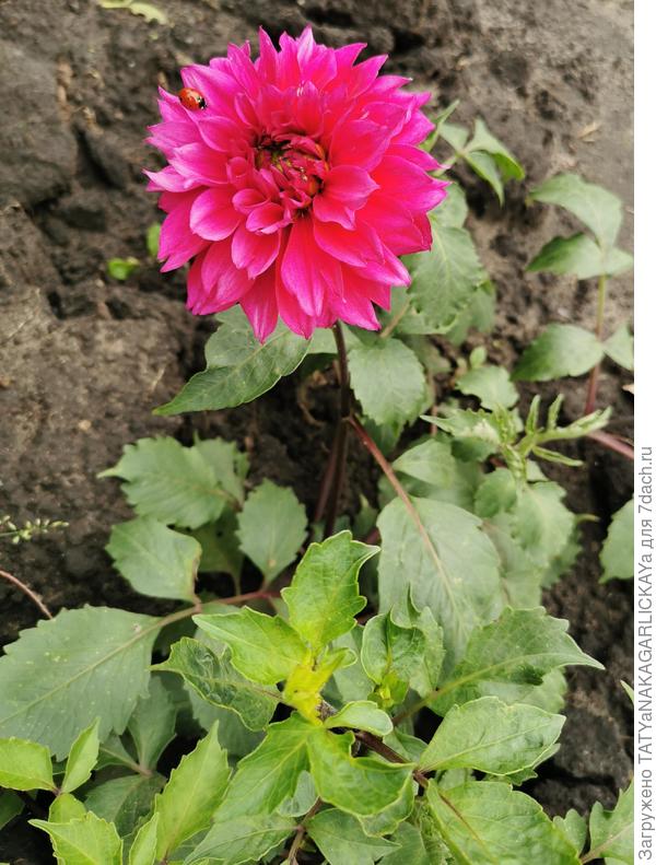 георгин 02.10.2021 г.