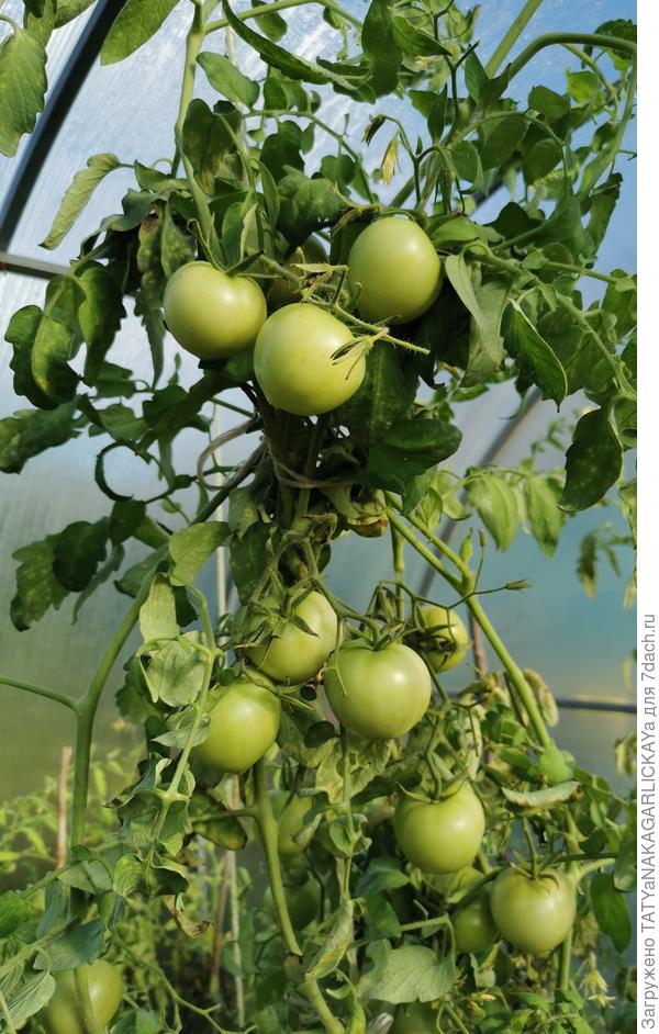 А в теплице помидорки 02.10.2021 г.