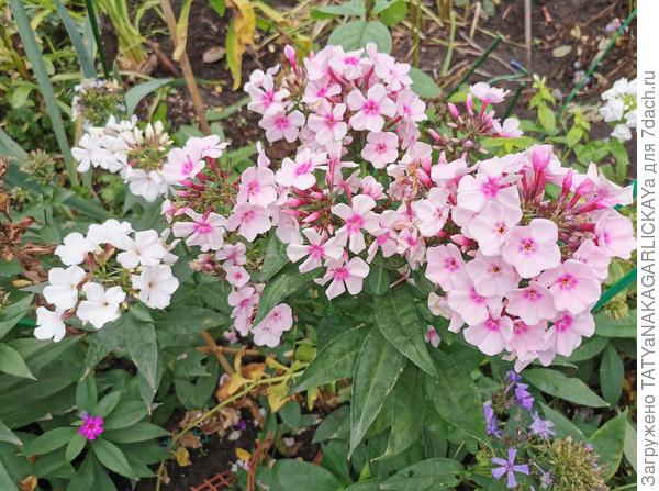 флоксы 02.10.2021 г.