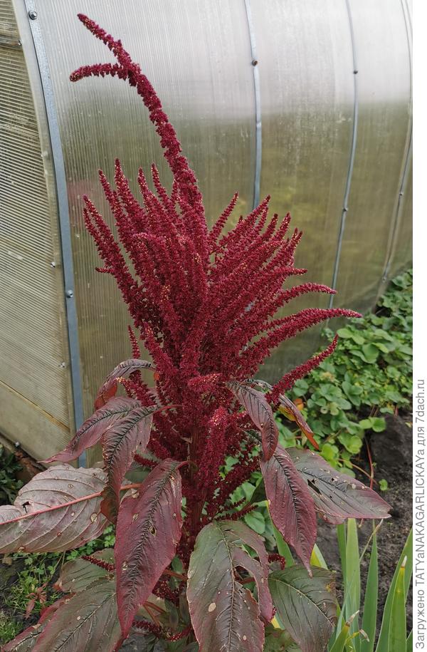 Амарант 02.10.2021 г.