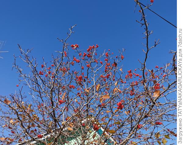 Боярышник сбросил листву
