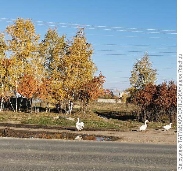 Саратовская обл. Г. Аткарск
