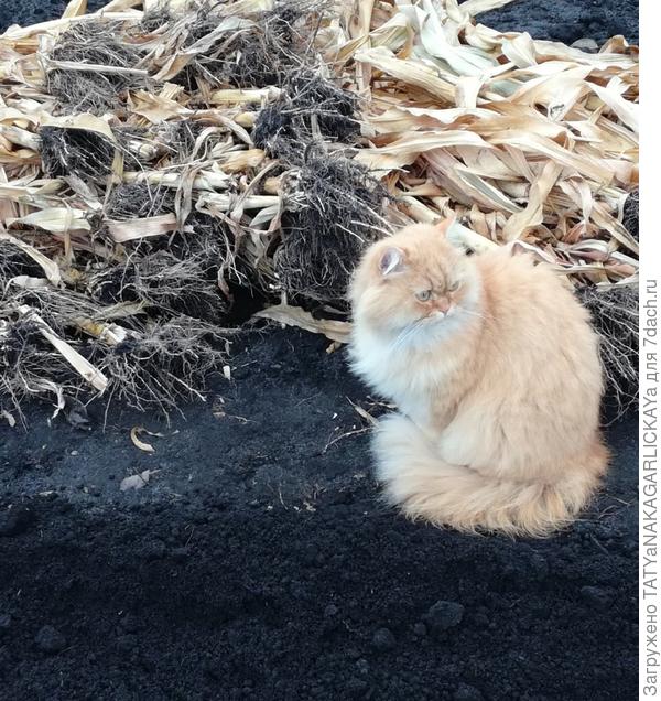 Ботва кукурузы для снегозадержания