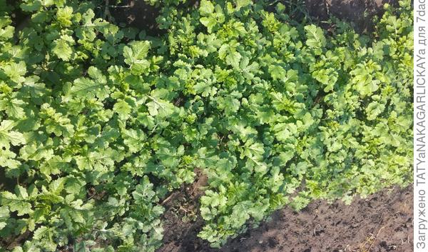 Подросшие сидераты