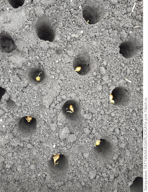 Раскладка севка по лункам