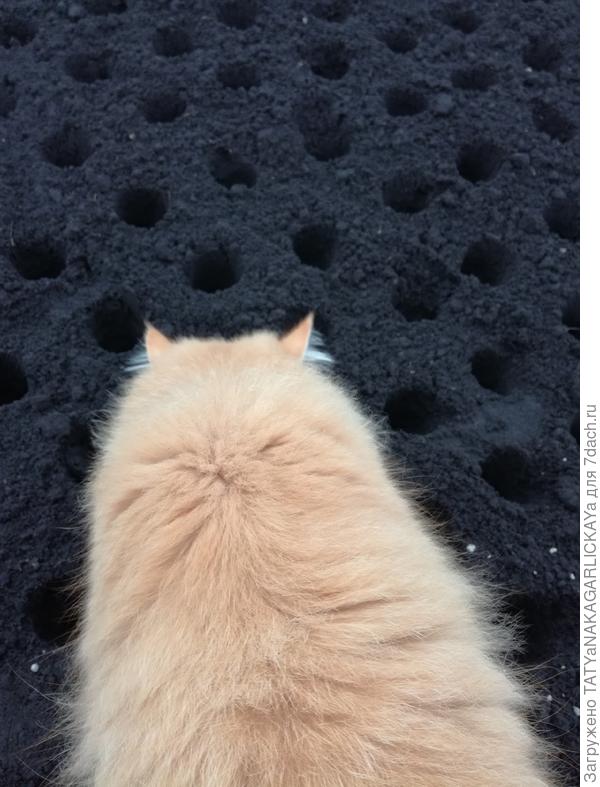 Ппосадка под контролем