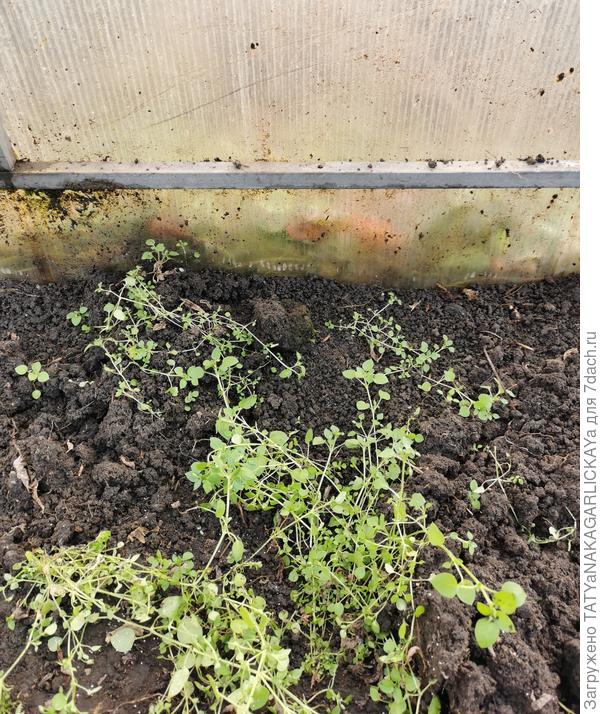 Мокрица - злостный сорняк