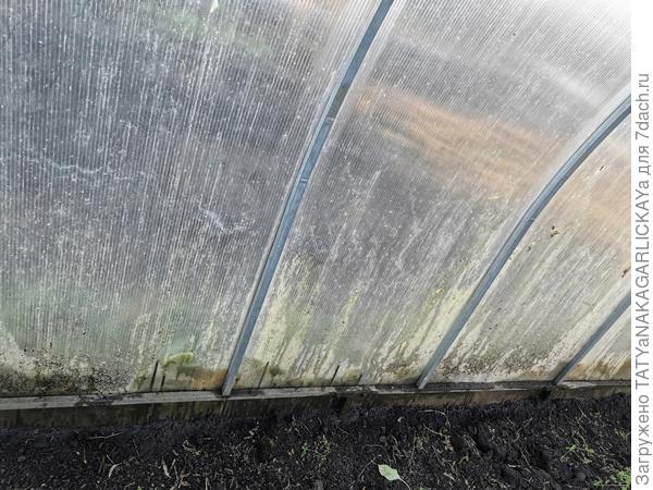 Стенки теплицы, на которых поселились зеленая плесень
