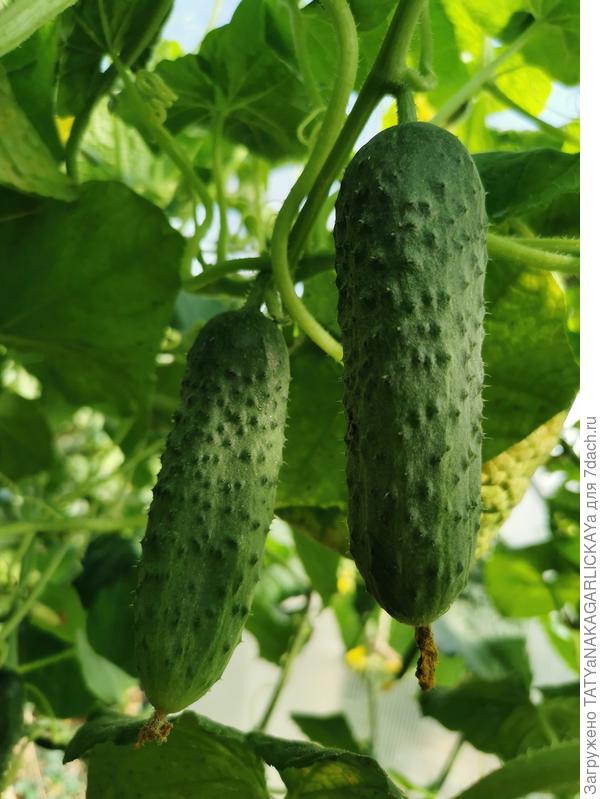 после победы над вредителями 2022г.