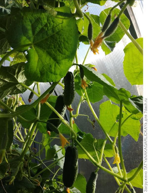 спасенные огурцы 2020г.