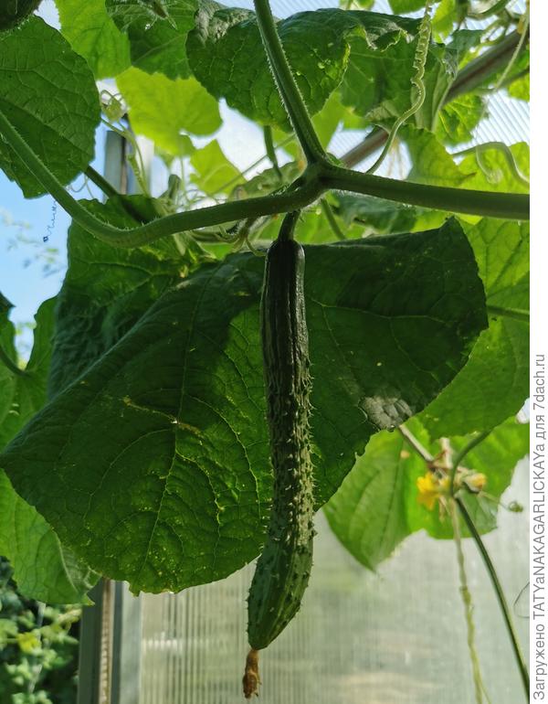 огурец 28.08.2022г.