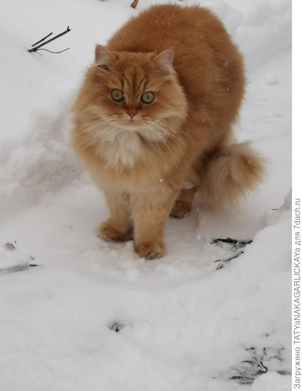 Пусик гуляет по первому в этом году снегу. 17 ноября 2022г.