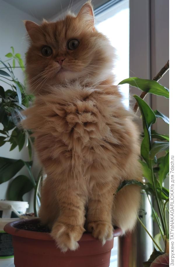 цветок Пусик-Мордус позитивный