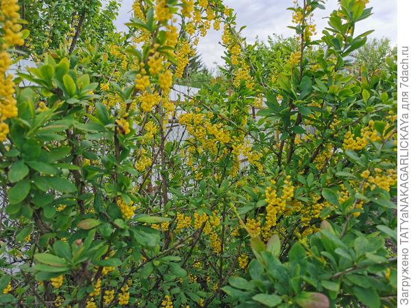 Барбарис обыкновенный