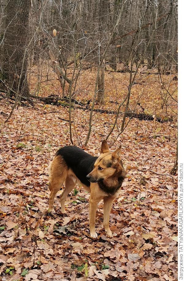 Джек в лесу