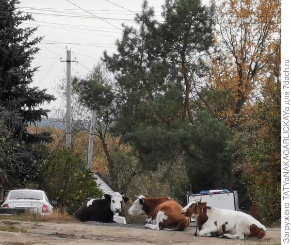 Коровы прилегли на улице