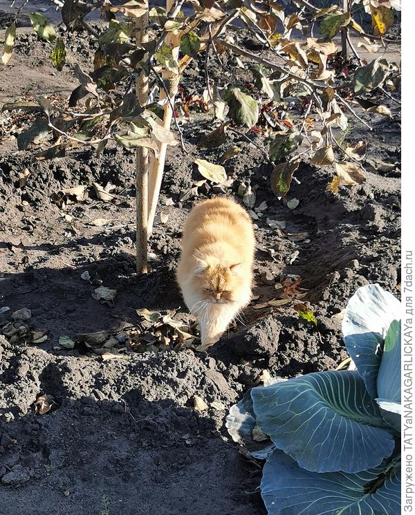 Пусик обходит огородные владения