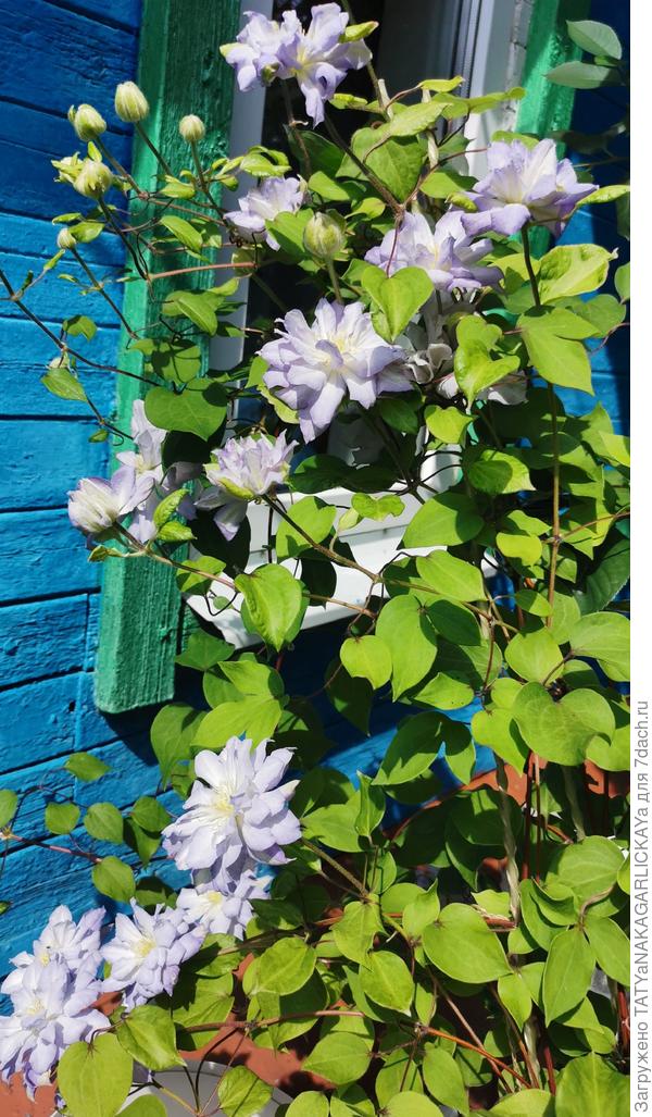 диамонд болл