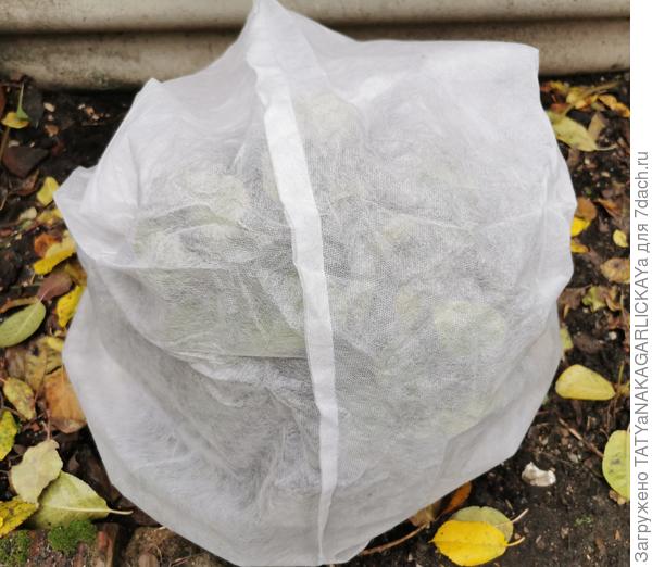 клематис перед зимовкой в колпачке от зимнего домика